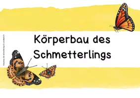 Vorschau - Bildkarten - Körperbau des Schmetterlings - Tafelmaterial - Seite 2