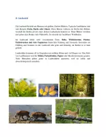 Vorschau - Stundenentwürfe - Waldtypen Unterrichtsmaterial Ökologie - Deckblatt