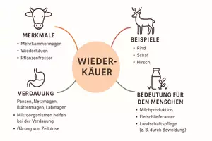 Vorschau - Arbeitsblätter - Lernposter + Arbeitsblatt "Wiederkäuer" + Onlineübung & MP3 + Mindmap + Infografik - Seite 3