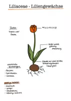 Vorschau - Poster - Elementare Pflanzenfamilien // Illustriert - Biologie - Seite 3