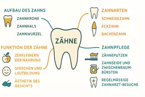Vorschau - Arbeitsblätter - Lernposter + Arbeitsblätter zum Thema "Zähne" + Lösung & Fragen & MP3 + Mindmap + Infografik - Seite 3