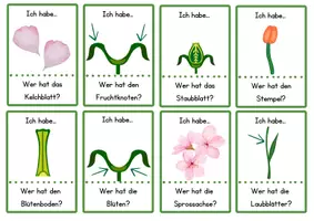 Vorschau - Bildkarten - "Ich habe- Wer hat...?" zu: Frühblüher & Aufbau der Blütenpflanzen - Seite 2