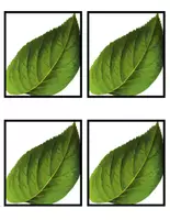 Aperçu - Jeux - Jeu de la lampe de poche - Les insectes et leurs amis - Page 3