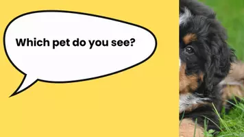 Vorschau - Spiele - guess my pet - Seite 1