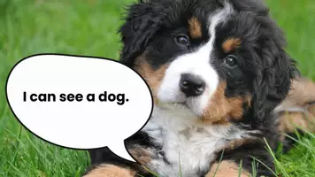 Vorschau - Spiele - guess my pet - Seite 2