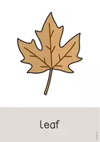 Vorschau - Poster - Garden / Garten: 50+ Bildkarten auf Englisch (Flashcards & Tafelmaterial) - Seite 3