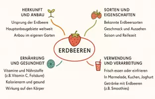 Vorschau - Arbeitsblätter - Arbeitsblätter zum Thema "Erdbeere" + Lösung & MP3 + Mindmap + Infografik - Seite 2