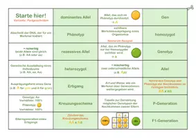 Vorschau - Spiele - Vererbungslehre Domino - Biomino (Mendel) - Seite 3