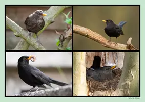 Vorschau - Arbeitsblätter - Lesetext - Die Amsel (Klasse 1-2) - Seite 1
