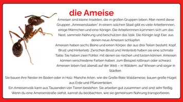 Vorschau - Bildkarten - Insekten: Ameise, Biene, Fliege, Schmetterling,... - Seite 1