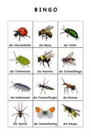 Vorschau - Spiele - Bingo - Insekten, Bestäuber und Gliederfüßer - Seite 2