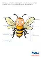 anteprima - Esercizi - Bee Dance – Attività didattiche sulle api - SCARICA GRATIS - Pagina 2