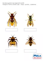 anteprima - Esercizi - Bee Dance – Attività didattiche sulle api - SCARICA GRATIS - Pagina 3
