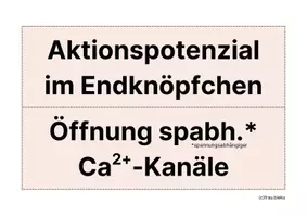Vorschau - Arbeitsblätter - Übungskarten Synapse Neurobiologie Nervenzelle - Seite 2