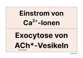 Vorschau - Arbeitsblätter - Übungskarten Synapse Neurobiologie Nervenzelle - Seite 3