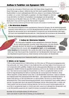 Vorschau - Arbeitsblätter - Neuromuskuläre Synapse Aufbau Abläufe Motorische Endplatte Neurobiologie - Seite 1