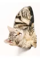 Vorschau - Arbeitsblätter - Die Lebensweise der Katze - Stationsarbeit - Seite 3