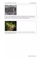 Vorschau - Arbeitsblätter - Mystery: Gefährdung von Amphibien - Seite 1