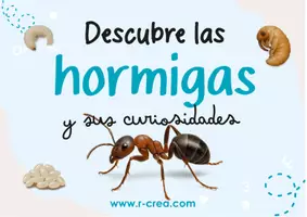 Vista previa - Unidades / Secuencias / Situaciones de Aprendizaje - Hormigas en mesa de luz - Portada