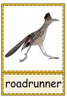 Vorschau - Bildkarten - Flashcards Desert Animals - Seite 3
