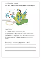 Vorschau - Arbeitsblätter - Die Translation Text Grafik Aufgaben Lösung Klasse 9-11 - Seite 2
