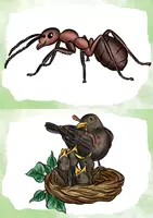 Vorschau - Arbeitsblätter - Tiere der Hecke Leporello und Bildkarten - Seite 1