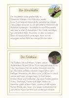 Vorschau - Aufgabenkarten - Waldtiere Infokarten – 16 kindgerechte Steckbriefe für Sachunterricht & Lesetraining - Deckblatt