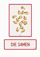 Vorschau - Bildkarten - Die Erdbeere Tafelmaterial - Bild- und Wortkarten - Seite 1
