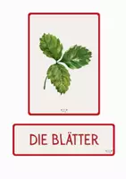 Vorschau - Bildkarten - Die Erdbeere Tafelmaterial - Bild- und Wortkarten - Seite 3