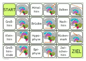 Vorschau - Spiele - Gehirn und Nervenzelle - Dominos - Seite 1