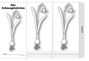 Vorschau - Arbeitsblätter - Schneeglöckchen Leporello - Seite 3