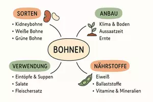 Vorschau - Arbeitsblätter - Arbeitsblätter zum Thema "Bohnen" + Lösung & MP3 + Mindmap + Infografik - Seite 2