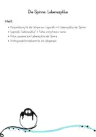 Vorschau - Mal- und Bastelvorlagen - Lebenszyklus Spinne (Fortpflanzung) - Seite 2