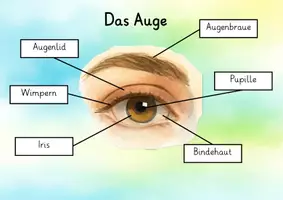 Vorschau - Arbeitsblätter - Bestandteile des Auges - Tafelmaterial und Arbeitsblatt - Seite 1