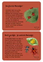 Vorschau - Bildkarten - Der Marienkäfer - Wissenskartei - Seite 3