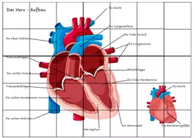 Vorschau - Arbeitsblätter - Puzzle Anatomie Herz - Deckblatt