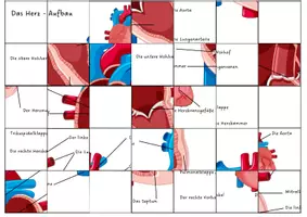 Vorschau - Arbeitsblätter - Puzzle Anatomie Herz - Seite 1