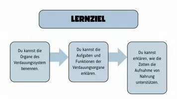 Vorschau - Präsentationen/Tafelbilder - Verdauungssystem - Seite 2