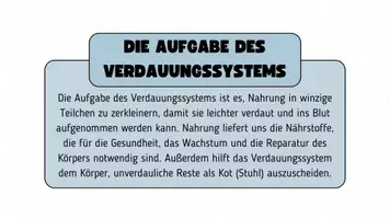 Vorschau - Präsentationen/Tafelbilder - Verdauungssystem - Seite 3