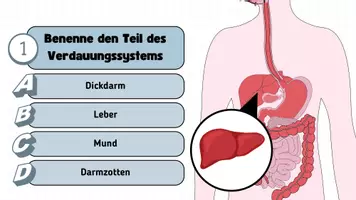 Vorschau - Spiele - Verdauungssystem Quiz - Seite 3
