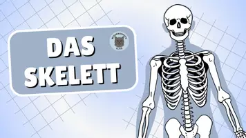 Vorschau - Präsentationen/Tafelbilder - Das Skelett - Seite 1