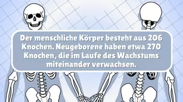 Vorschau - Präsentationen/Tafelbilder - Das Skelett - Seite 2