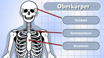 Vorschau - Präsentationen/Tafelbilder - Das Skelett - Seite 3