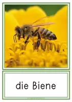Vorschau - Anderer Materialtyp - Insekten – Sortieren (21 Tafelbildkarten) - Seite 3