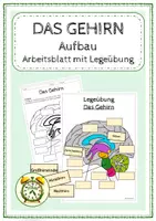 Vorschau - Arbeitsblätter - Das Gehirn - Aufbau (mit Legeübung) - Deckblatt