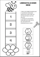 Vorschau - Arbeitsblätter - Biene Lebenszyklus - Interaktives Faltbuch & Arbeitsblätter - Seite 2
