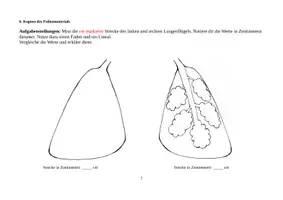 Vorschau - Stundenentwürfe - Gasaustausch 5. Klasse Biologie / Natur und Technik (Gymnasium Bayern) - Seite 3