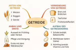 Vorschau - Arbeitsblätter - Lernposter + Arbeitsblatt zum Thema "Getreide" + Onlineübung & MP3 + Mindmap + Infografik - Seite 3