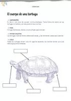 Vista previa - Unidades / Secuencias / Situaciones de Aprendizaje - Pack bilingüe: Descubriendo/Descobrint las tortugas (català i castellà) - página 3