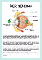 Vorschau - Arbeitsblätter - Das Auge - Sinnesorgan - Kompakt - Aufbau und Funktionsweise + Experimente - Seite 2
